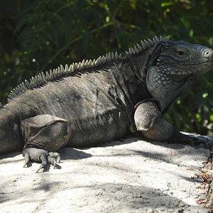 Grand Cayman iguana