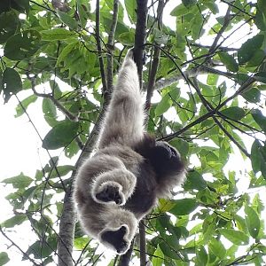 Pileated gibbon (Hylobates pileatus)