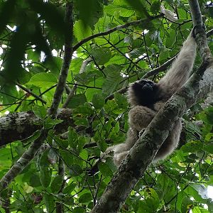 Pileated gibbon (Hylobates pileatus)