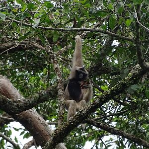 Pileated gibbon (Hylobates pileatus)