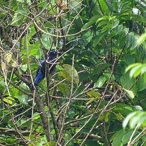 Asian fairy bluebird (Irena puella puella)