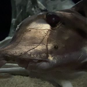 Australian elephant fish