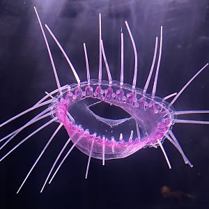 Dinner plate jelly
