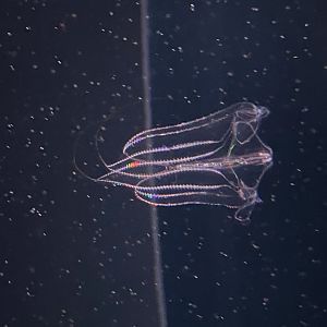 Red spot comb jelly