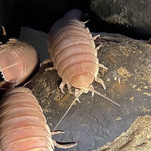 Japanese giant isopod
