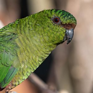 Austral parakeet (Enicognathus ferrugineus)