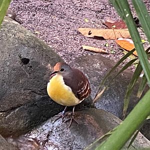 Monsoon Forest - Cinnamon ground-dove 241123