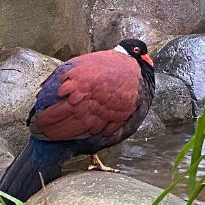 Monsoon Forest - White-naped pheasant-pigeon 241123