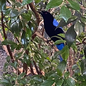 Monsoon Forest - Asian fairy-bluebird 241123