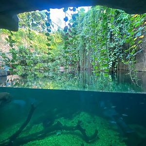 Monsoon Forest - False gharial exhibit 241123
