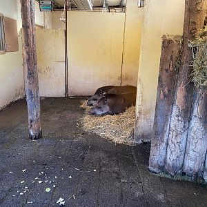 South American tapir indoors 241123