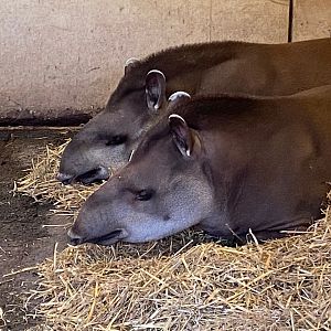 South American tapirs 241123