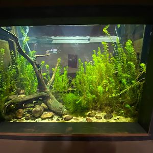 Spirit of the Jaguar - Titicaca water frog exhibit 241123