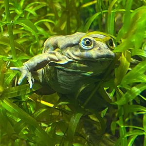 Spirit of the Jaguar - Titicaca water frog 241123