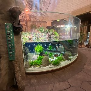 Spirit of the Jaguar- Central tank 241123