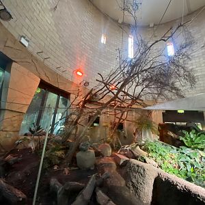 Spirit of the Jaguar - Linnaeus two-toed sloth exhibit 241123