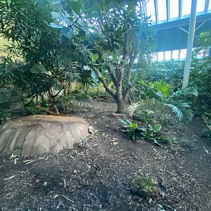 Spirit of the Jaguar - Jaguar indoors 241123