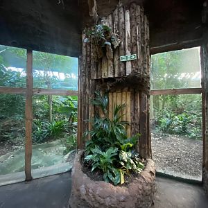 Spirit of the Jaguar - Jaguar indoors 241123