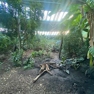 Spirit of the Jaguar - Jaguar indoors 241123