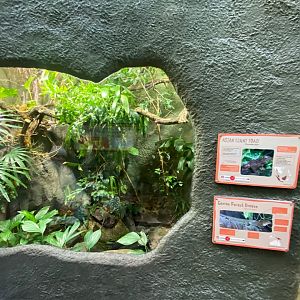 Realm of the Red Ape - Asian giant toad/Gariau forest dragon exhibit 241123