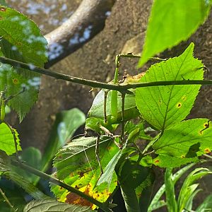 Realm of the Red Ape - Malaysian giant leaf katydid 241123