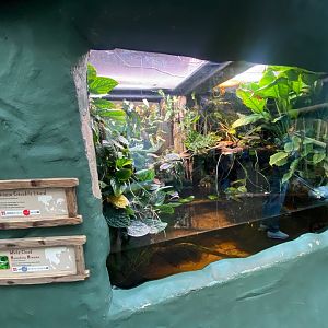 Realm of the Red Ape - Chinese crocodile lizard exhibit 241123