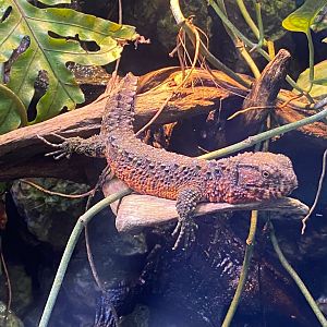 Realm of the Red Ape - Chinese crocodile lizard 241123