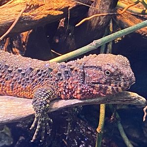 Realm of the Red Ape - Chinese crocodile lizard 241123