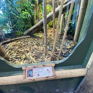 Realm of the Red Ape - Reticulated python exhibit 241123
