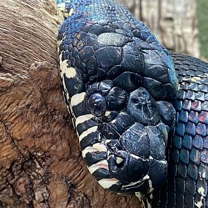 Realm of the Red Ape - Boelen’s python 241123