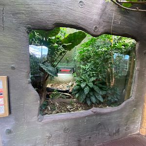 Realm of the Red Ape - Golden coin box turtle exhibit 241123