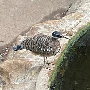 Tropical Realm - Sunbittern 241123