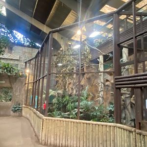 Tropical Realm - Visayan tarictic hornbill aviary 241123