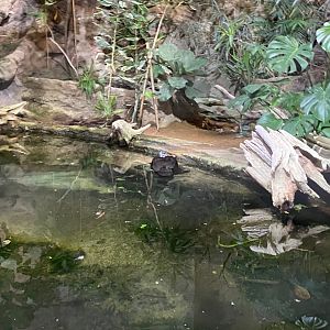 Tropical Realm - White-winged duck aviary 241123