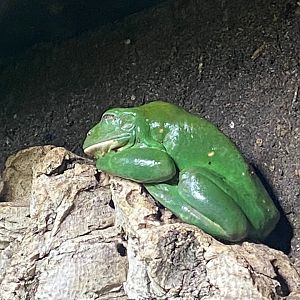 Tropical Realm - Mexican leaf frog 241123