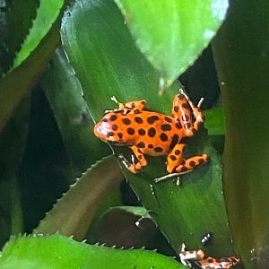 Tropical Realm - Strawberry poison frog 241123