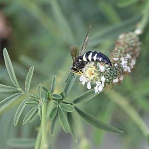 Four-banded stink bug wasp (Bicyrtes quadrifasciatus)