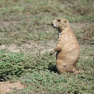 Black-Tailed Prairie Dog (Cynomys ludovicianus)