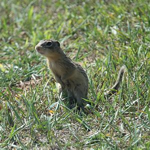 Thirteen-lined Ground Squirrel (Ictidomys tridecemlineatus)