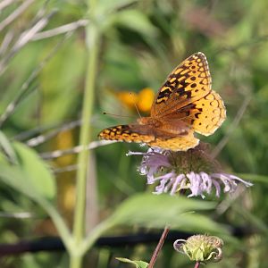 Great spangled fritillary (Argynnis cybele)