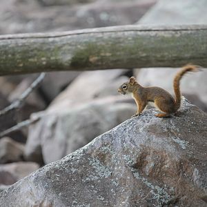American Red Squirrel (Tamiasciurus hudsonicus)