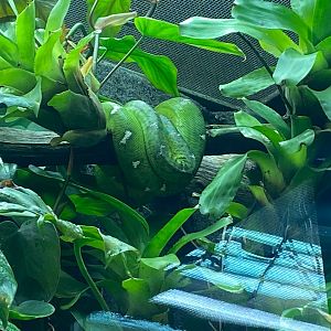 Tropical Realm - Amazon Basin emerald tree boa 241123