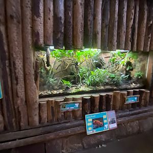 Tropical Realm - Golden mantella exhibit 241123