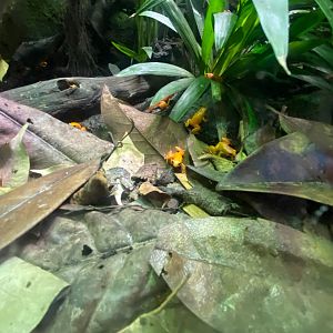 Tropical Realm - Golden mantellas 241123