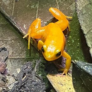 Tropical Realm - Golden mantella 241123