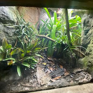 Tropical Realm - Maranon poison frog exhibit 241123