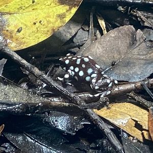 Tropical Realm - Maranon poison frog 241123