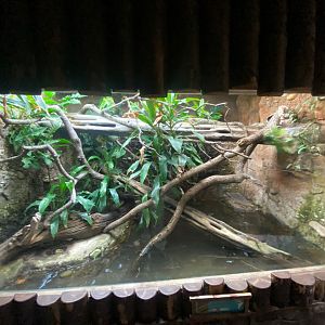Tropical Realm - Caiman lizard exhibit 241123