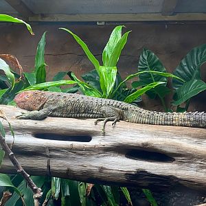 Tropical Realm - Caiman lizard 241123