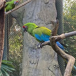Great green macaw 241123